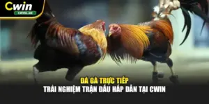 Đá Gà Trực Tiếp - Trải Nghiệm Trận Đấu Hấp Dẫn Tại Cwin